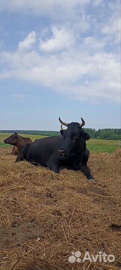 Коровы, телята