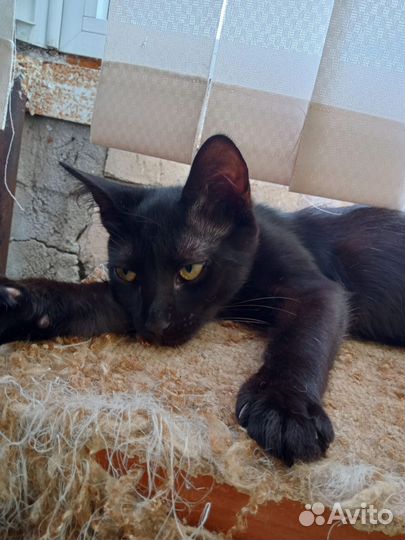 Котенок
