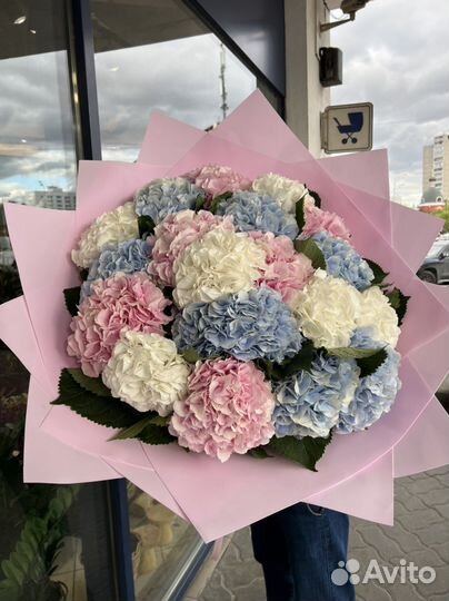 Голландский Гортензия