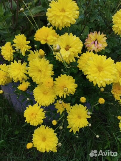 Многолетники садовые