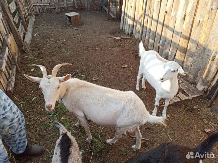 Козы дойные зааненской и нубийской пород