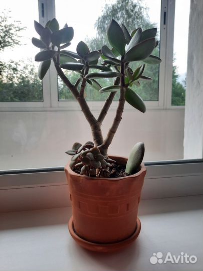 Комнатные растения