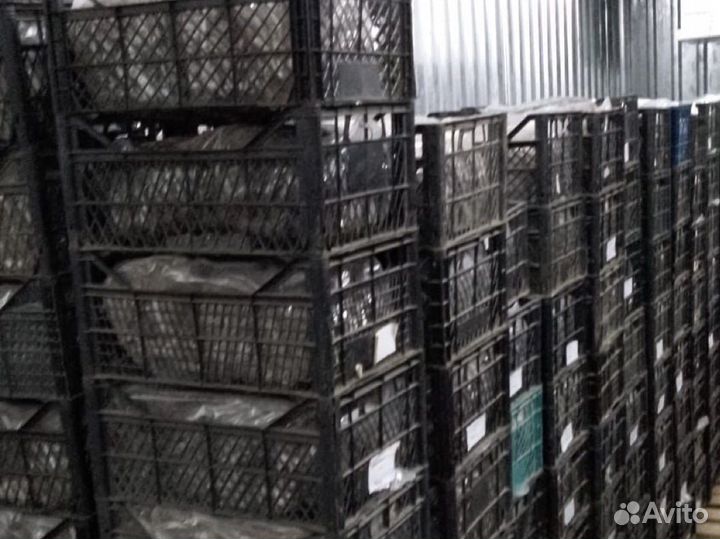 Рассада клубники фриго оптом