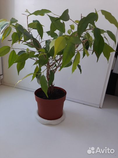 Фикус бенджамина