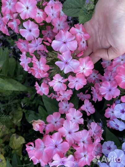 Флоксы, хоста, ромашка, медуница