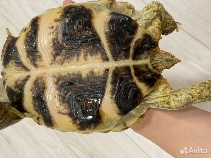Сухопутная черепаха с террариумум