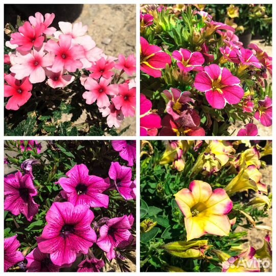 Цветы оптом. Приглашаем к сотрудничеству