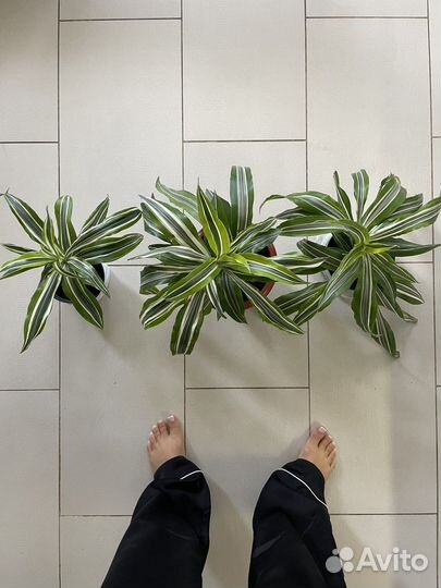 Комнатные цветы пальма драцена