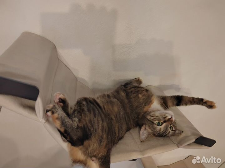 Гамак для кошек