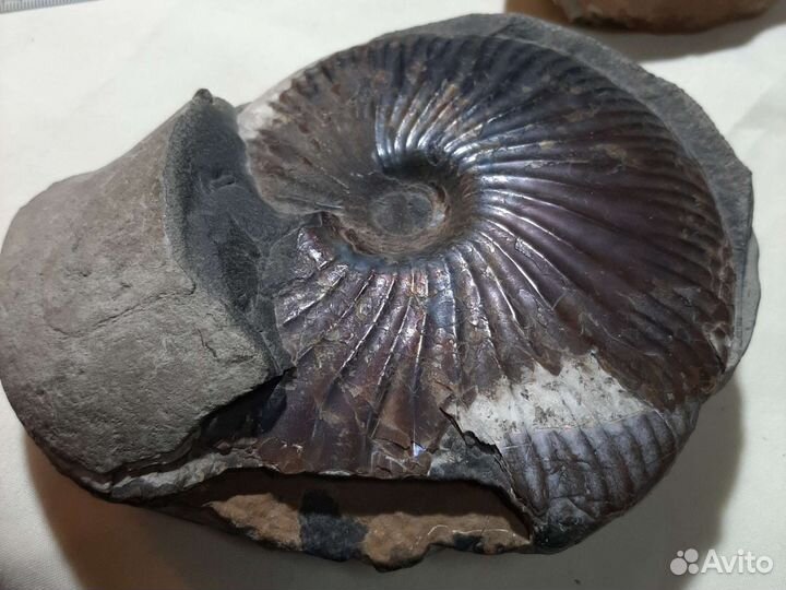 Аммонит и другие окаменелости