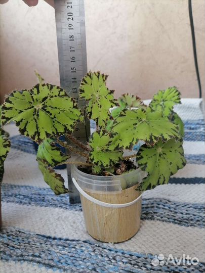 Бегония декоративно лиственная