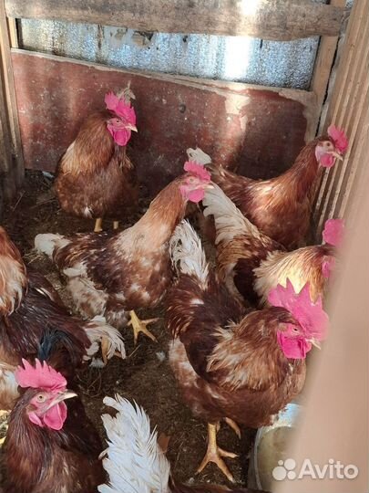 Продажа петухов
