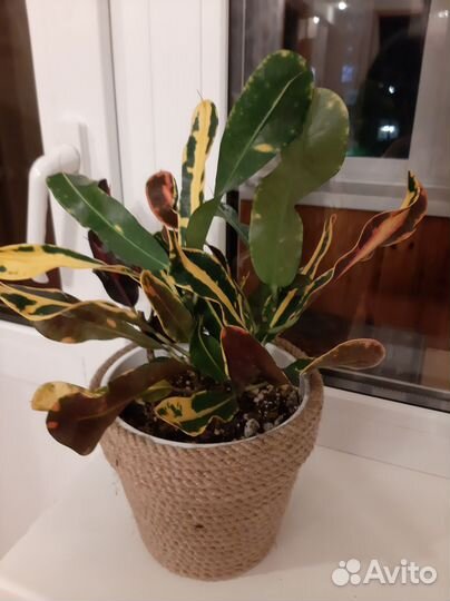 Кротон мамми