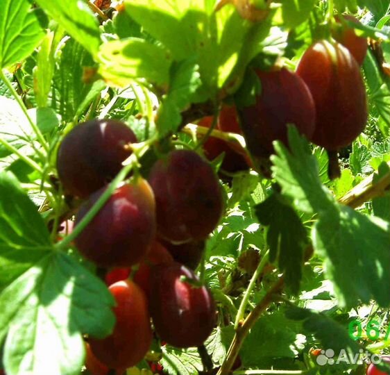 Питомник реализует саженцы крыжовника Серенада