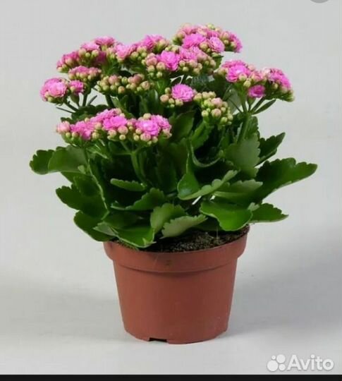 Каланхоэ цветущий