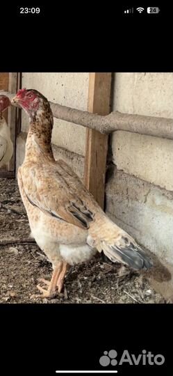 Бойцовые петухи