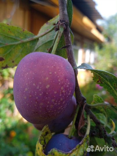 Садовые саженцы