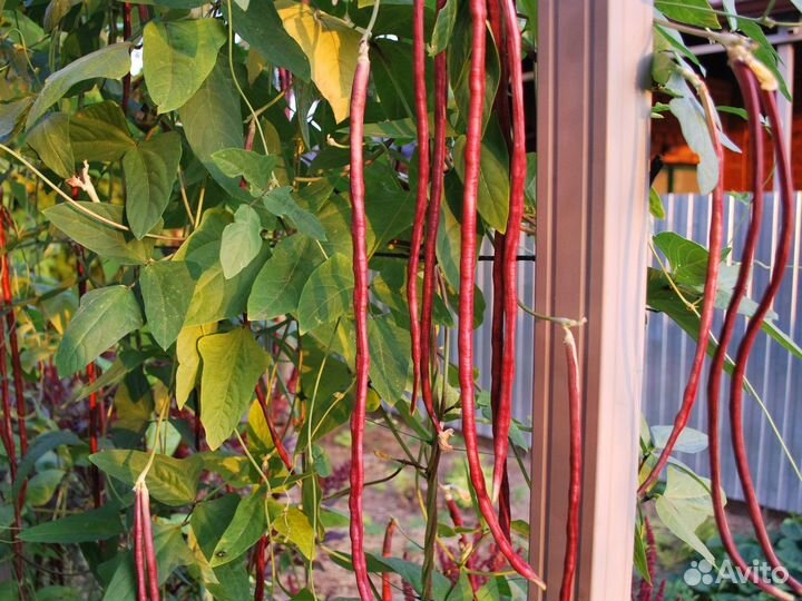 Вигна китайская 