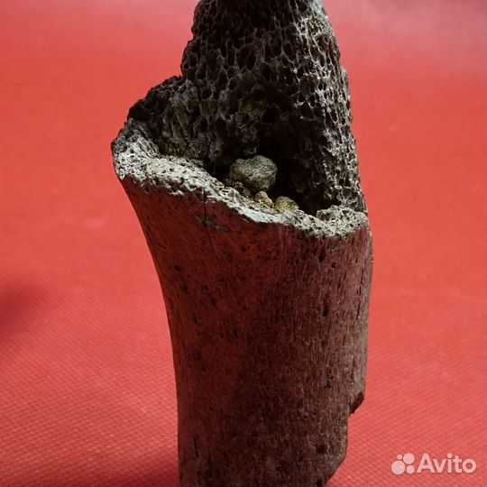 Кость плезиозавра, 95-97 млн лет