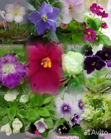 Мини/полумини фиалки листы на срез