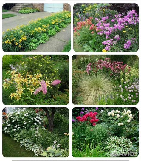 Саженцы плодовые, декоративные и многолетники