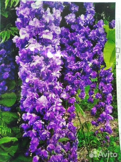 Мшанка ирландский мох и мискантус лисохвостый