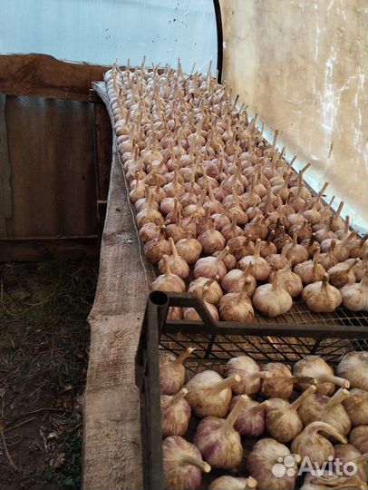 Домашние овощи