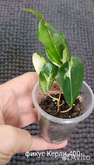 Фикус Керли