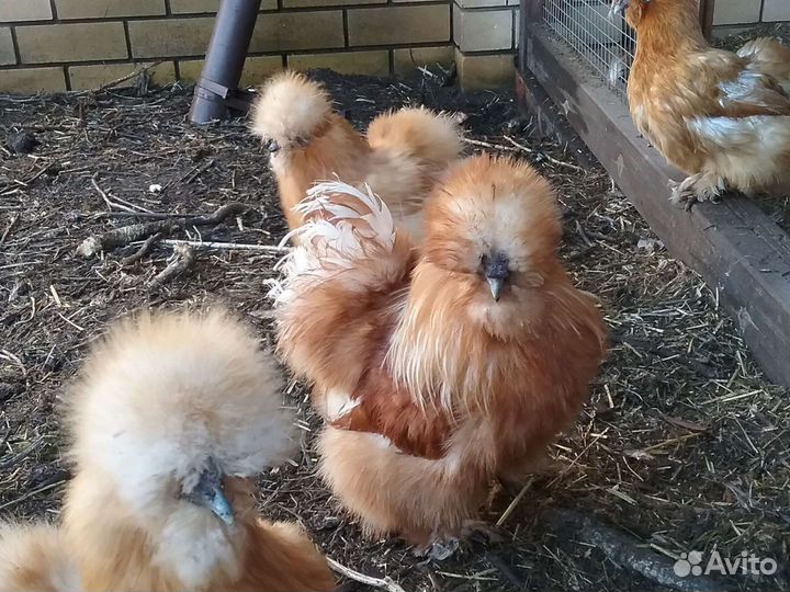 Шелковые петушки бафы