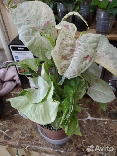 Сингониум конфетти милк