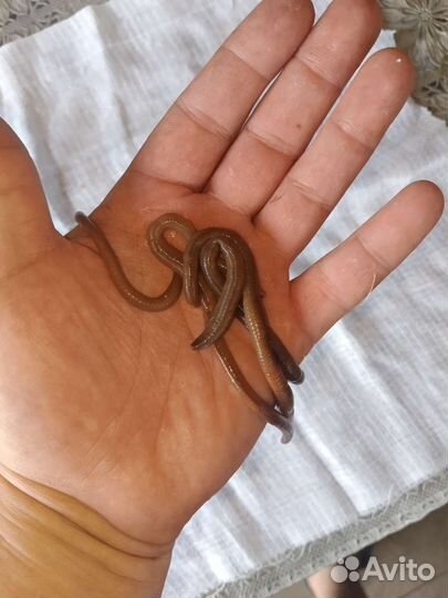 Дождевые черви