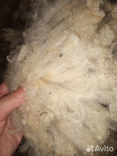 Шерсть овец