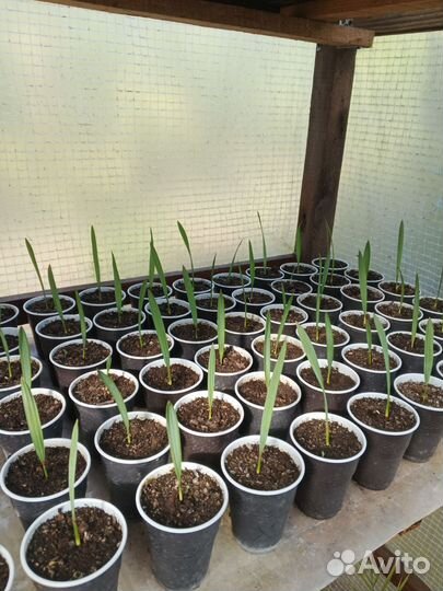 Саженцы пальм Сабаль малый и Вашингтония