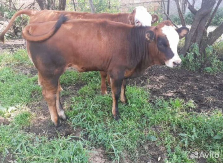 Тёлочка, 5 мес