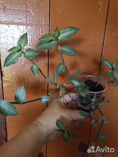 Традесканции сортовые