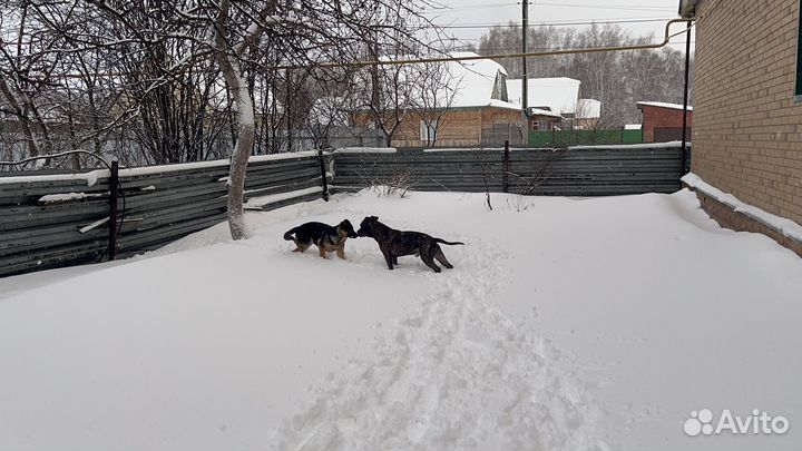 Амстафф вязка