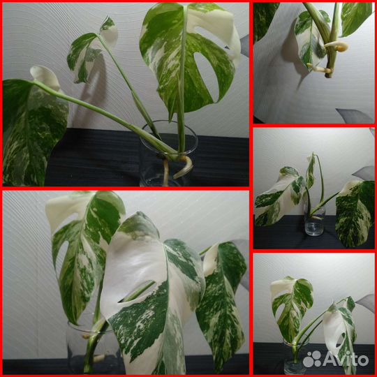 Монстера вариегатная альба