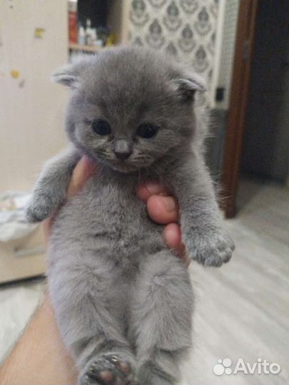 Котята Шотландской вислоухой