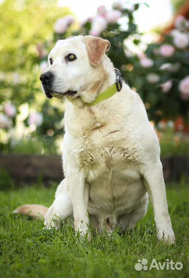 Лабрадор Сеня