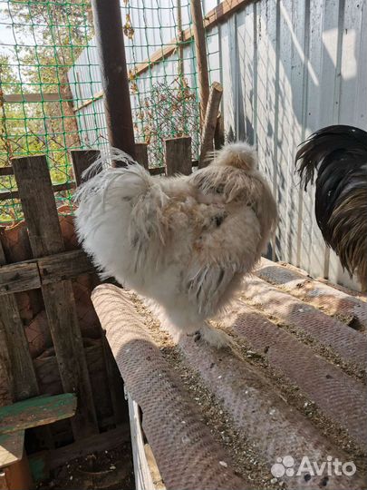 Продаются петухи