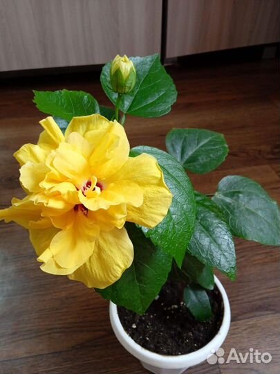 Сортовые гибискусы