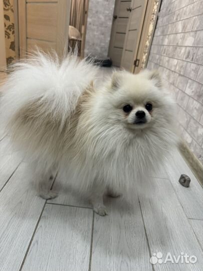 Померанский шпиц вязка кобель