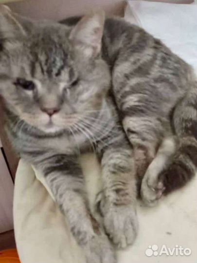 Слепой котик