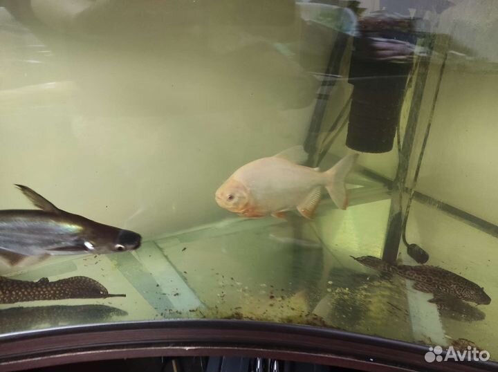 Пангасиус (акулий сом), паку альбинос, попугаи