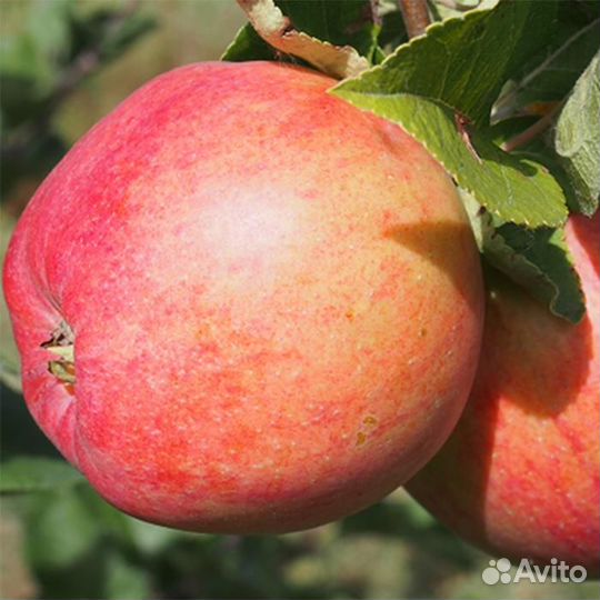 Саженцы Яблоня Штрифель