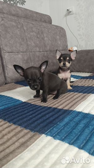 Щенки чихуахуа девочки