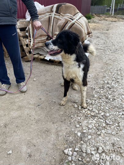 В добрые руки