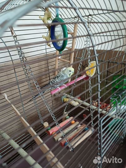 Волнистый попугай- самка