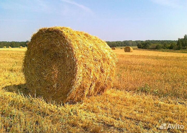 Солома ржаная пшеничная в рулонах