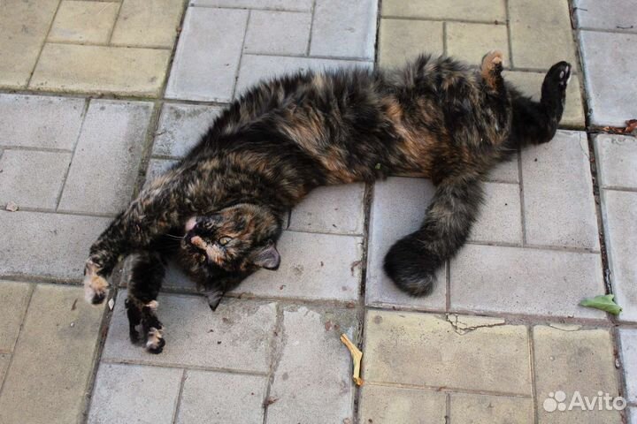 Кошка в добрые руки
